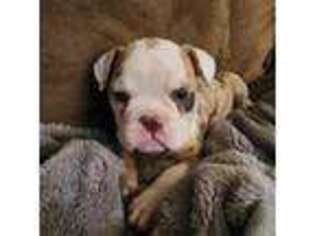 Alapaha Blue Blood Bulldog Puppy for sale in Columbus, OH, USA