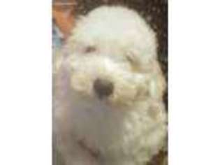 Bichon Frise Puppy for sale in Weaubleau, MO, USA