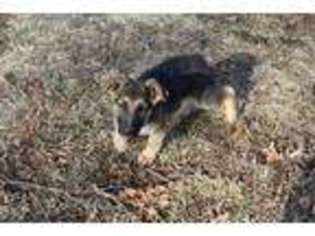 German Shepherd Dog Puppy for sale in Mansfield, MO, USA