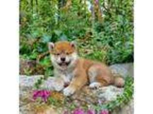 Shiba Inu Puppy for sale in Phillipsburg, NJ, USA