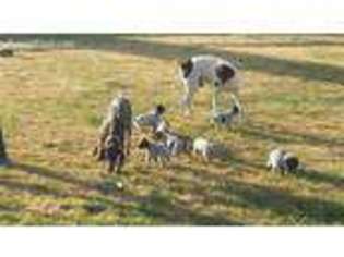 German Shorthaired Pointer Puppy for sale in Bend, OR, USA