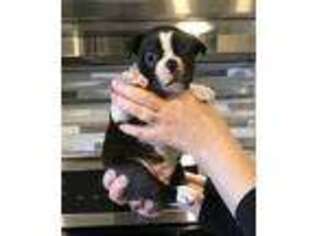 Mutt Puppy for sale in Blackstone, MA, USA