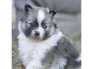 Pomeranian Puppy for sale in Lyndon, KS, USA