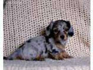 Dachshund Puppy for sale in Reagan, TN, USA