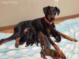 Doberman Pinscher Puppy for sale in Des Moines, IA, USA