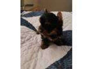 Yorkshire Terrier Puppy for sale in Amarillo, TX, USA