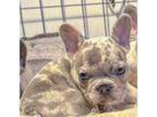 French Bulldog Puppy for sale in Steubenville, OH, USA