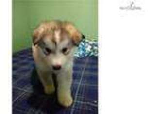 Wolf Hybrid Puppy for sale in Prescott, AZ, USA