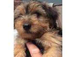 Yorkshire Terrier Puppy for sale in Corbin, KY, USA