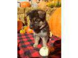 German Shepherd Dog Puppy for sale in Sandusky, MI, USA