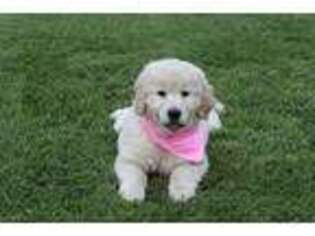 Golden Retriever Puppy for sale in Dundee, NY, USA