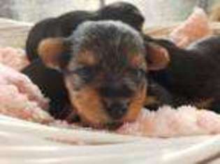 Yorkshire Terrier Puppy for sale in Elberon, VA, USA