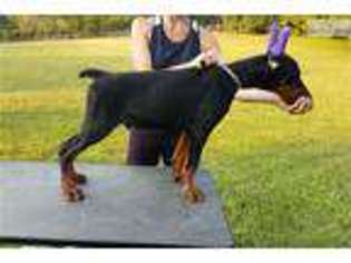 Doberman Pinscher Puppy for sale in Lawrence, KS, USA