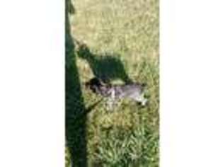 German Shorthaired Pointer Puppy for sale in Charlotte, MI, USA