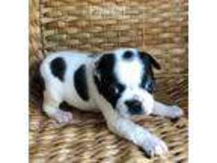 Boston Terrier Puppy for sale in ALVORD, TX, USA