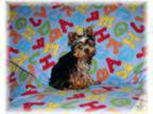 Yorkshire Terrier Puppy for sale in GREENVILLE, MI, USA