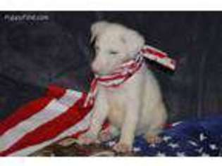 German Shepherd Dog Puppy for sale in Freeport, FL, USA