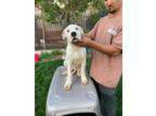 Dogo Argentino Puppy for sale in El Sobrante, CA, USA