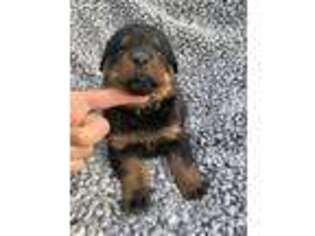 Rottweiler Puppy for sale in Monroe, ME, USA