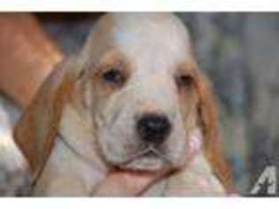 Basset Hound Puppy for sale in ROCKFORD, IL, USA