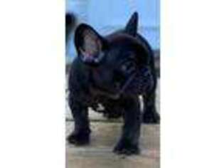 French Bulldog Puppy for sale in Sophia, NC, USA