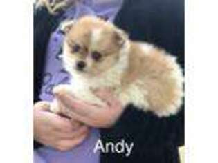 Pomeranian Puppy for sale in Lititz, PA, USA