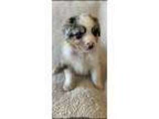 Australian Shepherd Puppy for sale in Independence, IA, USA