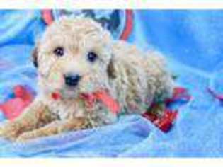 Goldendoodle Puppy for sale in Summerfield, NC, USA
