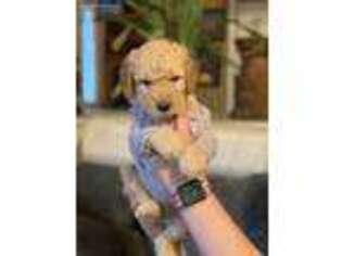 Goldendoodle Puppy for sale in High Point, NC, USA