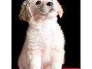 Mutt Puppy for sale in Poulsbo, WA, USA