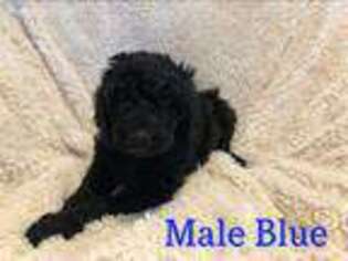 Mutt Puppy for sale in Epes, AL, USA