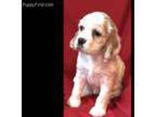Cocker Spaniel Puppy for sale in Grovetown, GA, USA