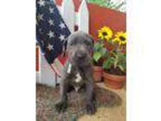 Great Dane Puppy for sale in Romney, WV, USA