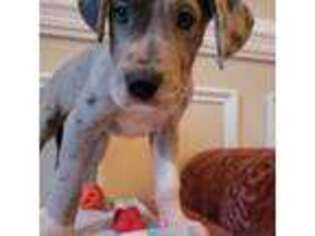 Great Dane Puppy for sale in Lithonia, GA, USA