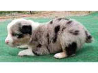 Australian Shepherd Puppy for sale in Elfrida, AZ, USA