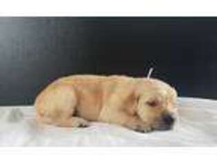 Golden Retriever Puppy for sale in Carson City, MI, USA