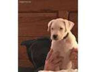 Dogo Argentino Puppy for sale in Brazoria, TX, USA
