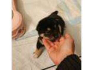 Shiba Inu Puppy for sale in Annandale, VA, USA