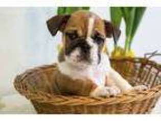 Bulldog Puppy for sale in Greencastle, PA, USA
