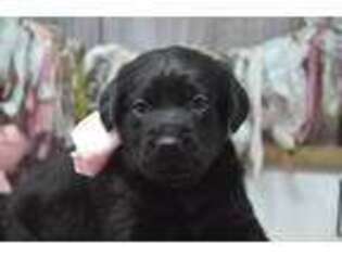 Labrador Retriever Puppy for sale in East Palestine, OH, USA