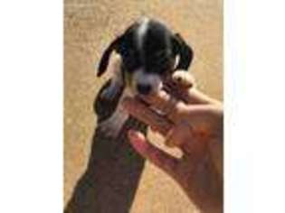 Dachshund Puppy for sale in Anadarko, OK, USA
