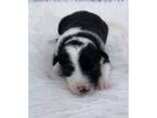 Border Collie Puppy for sale in Windom, TX, USA