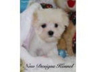 Maltese Puppy for sale in Rockwell City, IA, USA