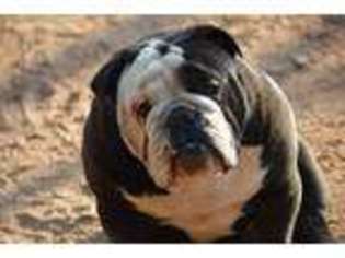 Bulldog Puppy for sale in Crawford, GA, USA