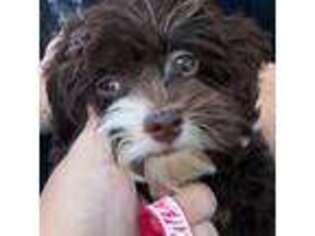 Havanese Puppy for sale in Canal Winchester, OH, USA