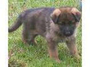 German Shepherd Dog Puppy for sale in Auburn, IN, USA
