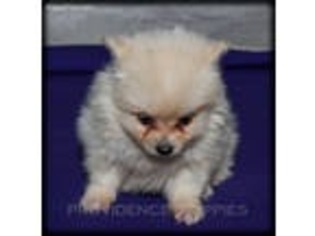 Pomeranian Puppy for sale in Wayland, IA, USA