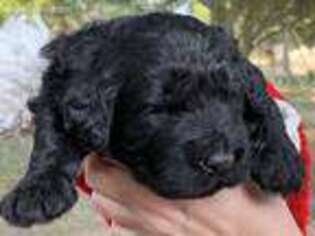 Goldendoodle Puppy for sale in Elgin, TX, USA