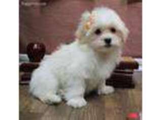 Havanese Puppy for sale in Lyons, NE, USA
