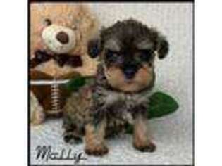 Schnoodle (Standard) Puppy for sale in Kokomo, MS, USA